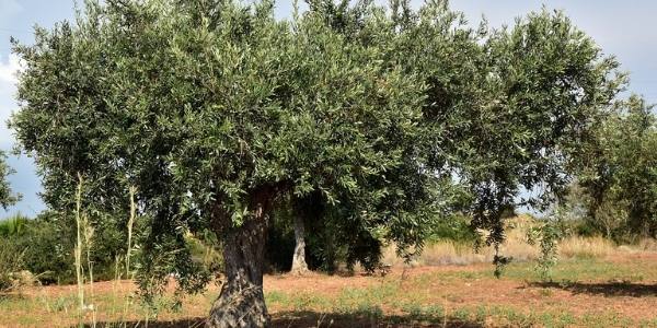 call Rinascere dalla Xylella