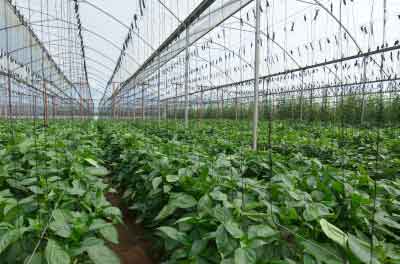 BNL Agricheck