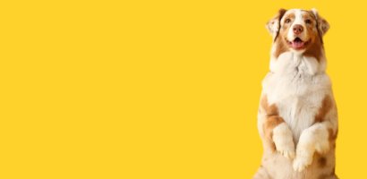 YOLO WellMakers BNP Paribas assicurazioni pet