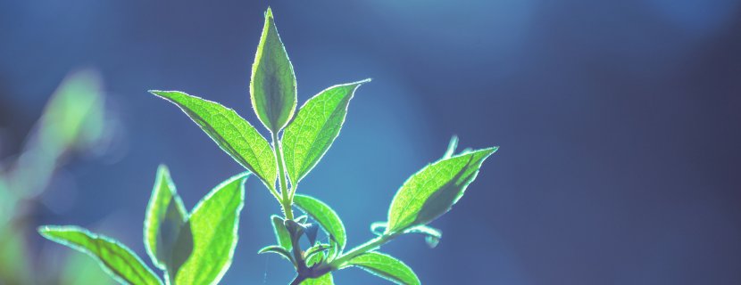 Ardian Soci&eacute;t&eacute; G&eacute;n&eacute;rale impact fund nature based
