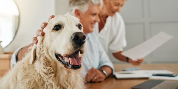 Come scegliere l’assicurazione per il cane