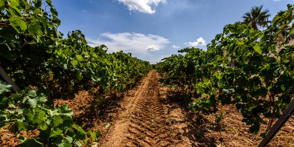 BAPR sostegno aziende vinicole