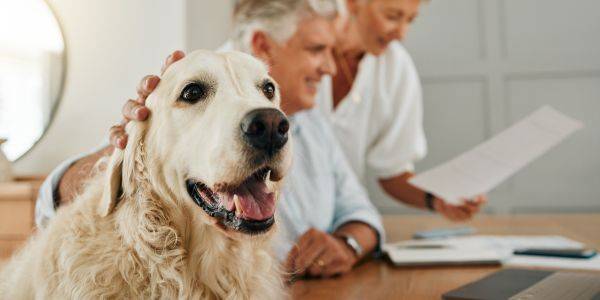Come scegliere l&rsquo;assicurazione per il cane